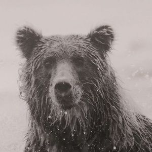 Meet your Posher, Penelope